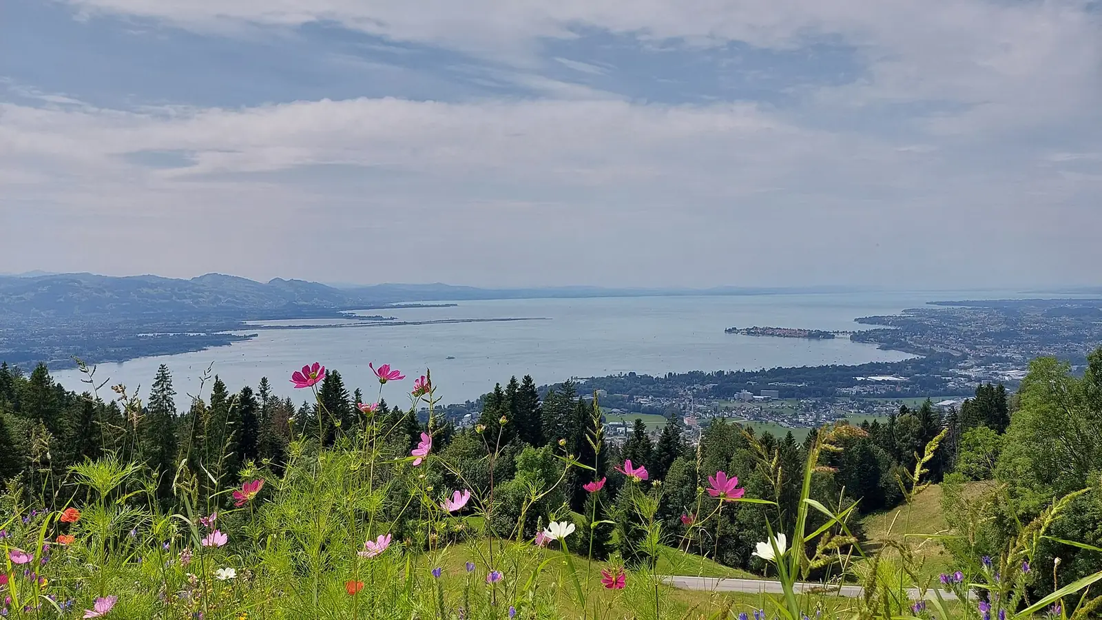 Blick auf die Bregenzer Bucht am Bodensee vom Pfänder-Hang mit Wiese und Wald